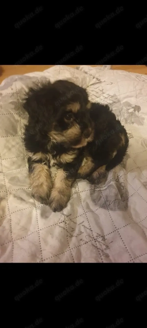 Jorki   Havaneser Mix Welpen