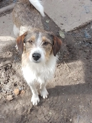 MILLY - ist bereit für ihr  Abenteuer (wartet in Rumänien)