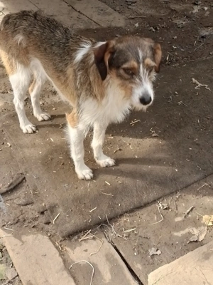 MILLY - ist bereit für ihr  Abenteuer (wartet in Rumänien) Bild 2