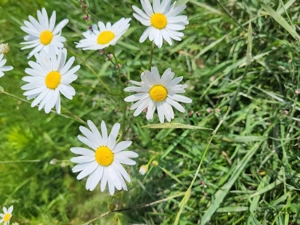 Familie sucht eine günstige 2-5 Zimmerwohnung