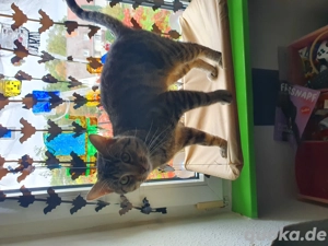 verkaufe meine Katze.