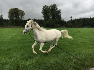 Welsh-Araber-Wallach: erfahrener und sensibler Freizeitpartner für feinfühlige Reiter