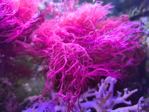 Halymenia durvillei - Rotalge Meerwasser Aquarium Algenrefugium Salzwasser Ableger Korallen