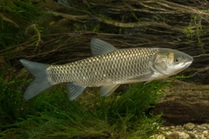 Graskarpfen Weißer Amur Aquaponik Teich Karpfen Koi Fisch Weiher