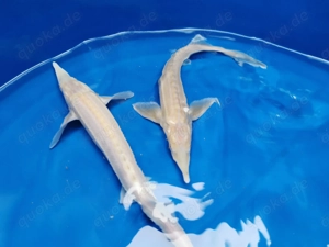 Albino Sterlet lat. A. ruthenus Albino Stör Fische Teich Weiher Bild 2