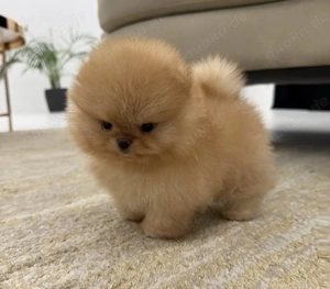 Liebevolle Mini-Pomeranian-Welpen abzugeben!!