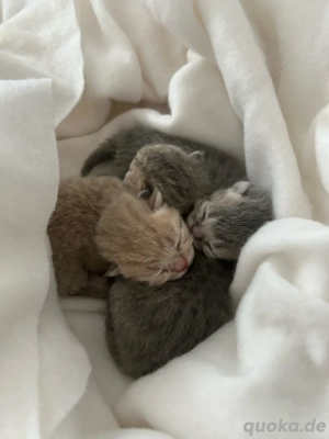    Reinrassige Britisch-Kurzhaarkitten suchen ihr Traum-Zuhause!     