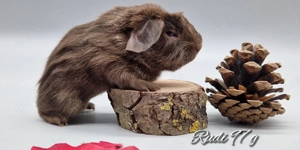 Meerschweinchen Ch teddy