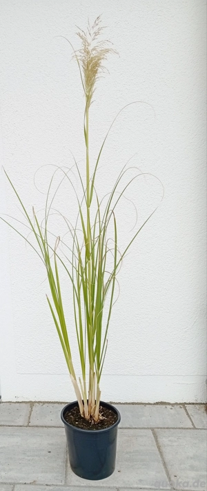 Pampasgras, beige, winterhart 