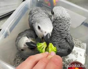 Superfreundliche Graupapageien verfügbar.