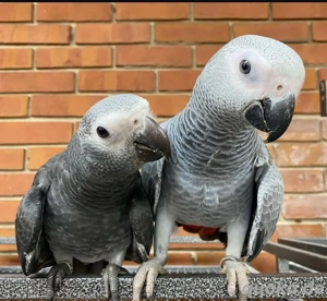 Superfreundliche Graupapageien