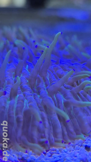 Meerwasser Aquarium Korallen Funghia