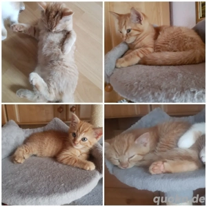 kleines süsses Main Coon Bkh mix Mädchen 