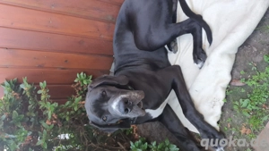 doggen rüden zu verkaufen 