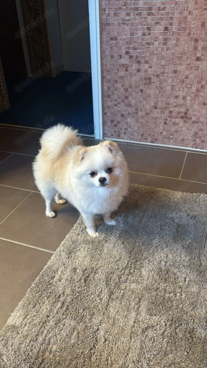 Hund   Pomeranian Baby 