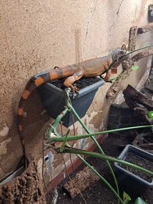Iguana iguana rot