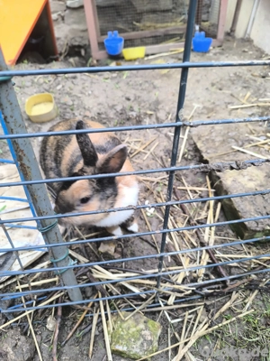 Zwergkaninchen  zu verkaufen 