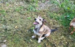 Powerpaket Lucinda sucht ihre Menschen