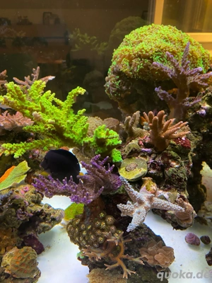 Korallenableger SPS  LPS