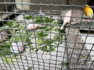 kanarienvögel zu verkaufen 