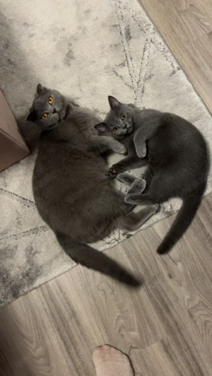 2 BKH Katzen suchen ein neues zu Hause 