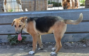 Schenkst du Mogli Geborgenheit?