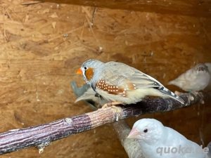 Junge Zebrafinken Hähne abzugeben
