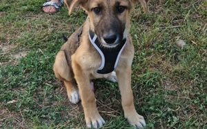 Clifford wartet auf sein Ticket ins Glück
