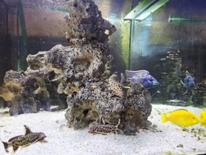 Buntbarsche und Welse 