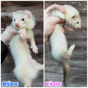 2 Frettchenwelpen 1xFähe 1x Langhaar Rüde Frettchen Welpen 