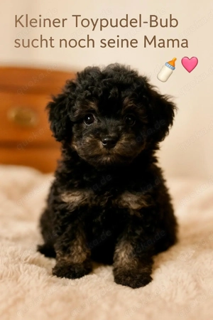 Zuckersüße Toy-Zwergpudel Babys suchen ein liebevolles Zuhause!