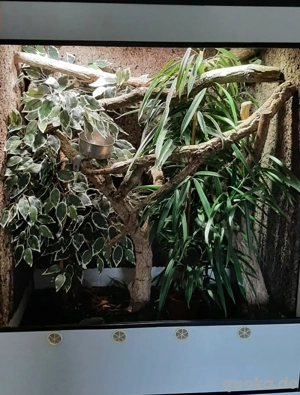 Kunststoff Terrarium Forex 100x60x120