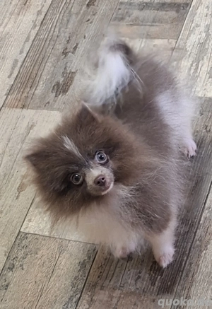 lilac weißes Mädchen (Welpe) abzugeben 