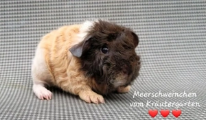 Meerschweinchen vom Kräutergarten        Oberhausen  Bild 7
