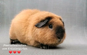 Meerschweinchen vom Kräutergarten        Oberhausen  Bild 6