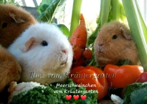 Meerschweinchen vom Kräutergarten        Oberhausen  Bild 2