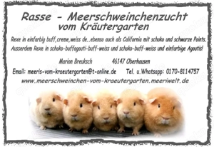 Meerschweinchen vom Kräutergarten        Oberhausen  Bild 10
