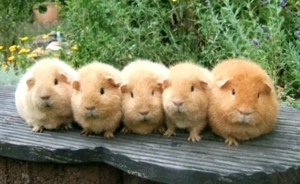 Meerschweinchen vom Kräutergarten        Oberhausen  Bild 8