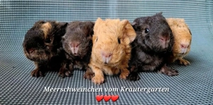 Meerschweinchen vom Kräutergarten        Oberhausen  Bild 5