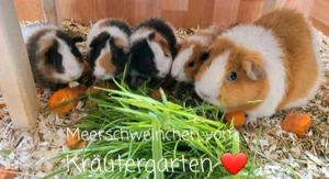 Meerschweinchen vom Kräutergarten        Oberhausen  Bild 4