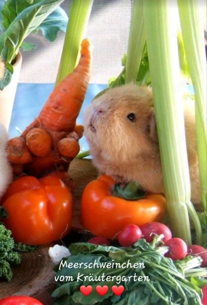 Meerschweinchen vom Kräutergarten        Oberhausen  Bild 3
