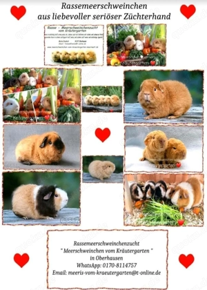 Meerschweinchen vom Kräutergarten        Oberhausen  Bild 9