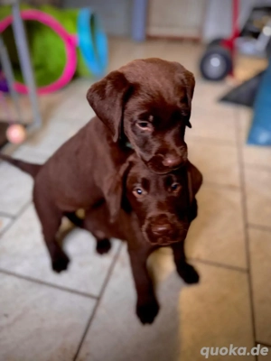 Reinrassige Labrador Welpen in Schoko Top kinderlieb trainiert Katzen gewöhnt