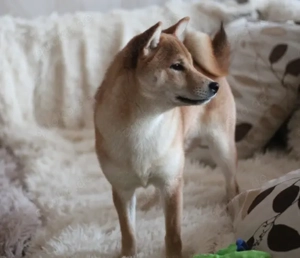 MEI Schöne rote Shiba inu Welpe mit FCI dokumenten