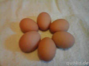 Speiseeier zu verkaufen! Bild 2