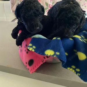 Labradoodle F1BB Welpen