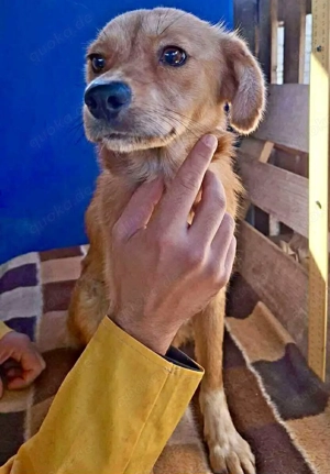 Leni - liebevoll & sanft Bild 2