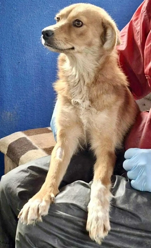 Leni - liebevoll & sanft Bild 8