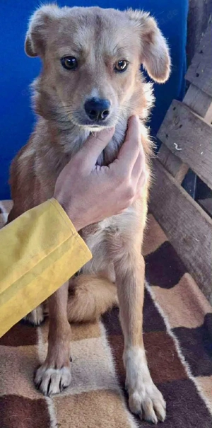 Leni - liebevoll & sanft Bild 3