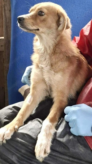 Leni - liebevoll & sanft Bild 10